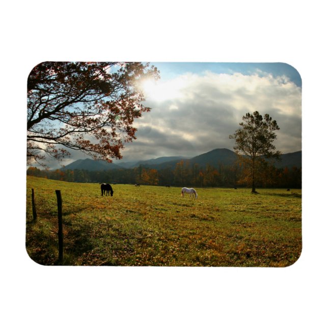 Íman EUA, Tennessee. Cavalos no Vale de Cades Cove (Horizontal)