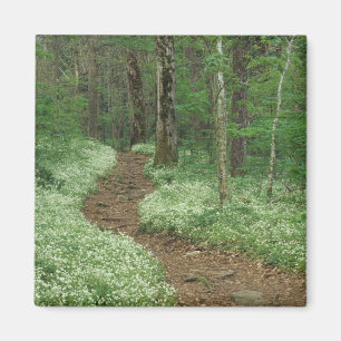 Íman EUA, Tennessee, Great Smoky Mountains NP, 3