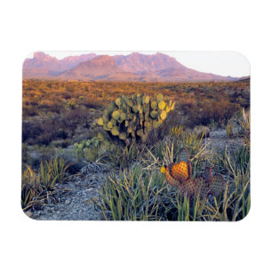 Íman EUA, Texas, Big Bend NP. Um crepúsculo arenoso ros