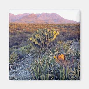 Íman EUA, Texas, Big Bend NP. Um crepúsculo arenoso ros