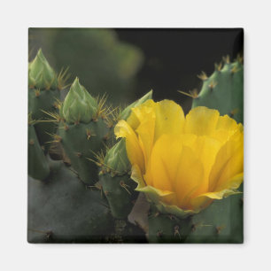 Íman EUA, Texas, Cacto de Pera Espinhosa em flor.