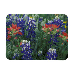 Íman EUA, Texas Hill Country. Bluebonnets e