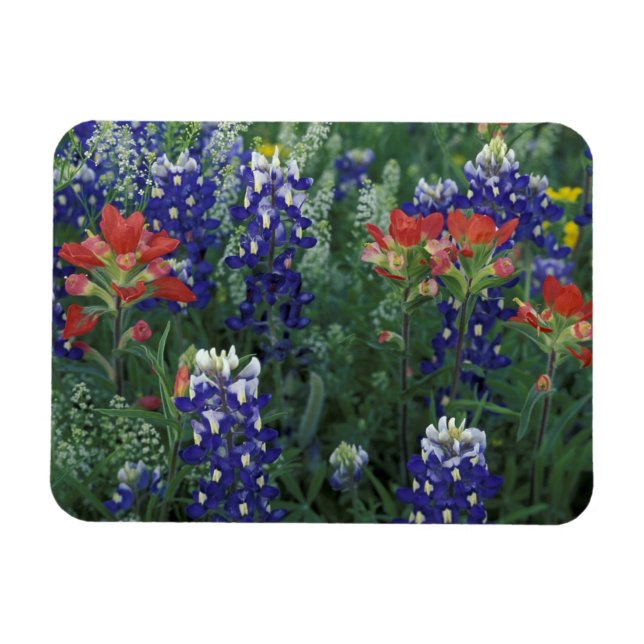 Íman EUA, Texas Hill Country. Bluebonnets e (Horizontal)