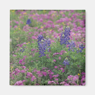 Íman EUA, Texas Hill Country. Bluebonnets entre phlox