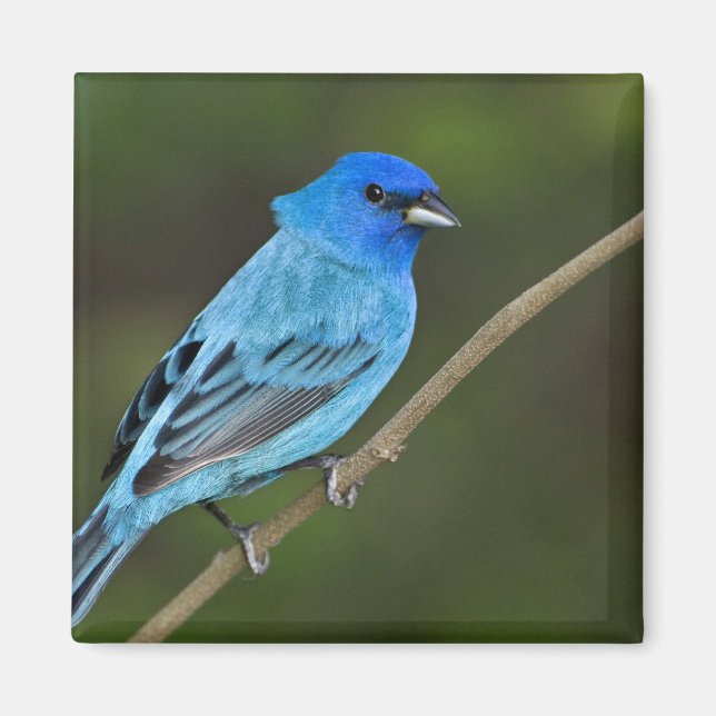 Íman EUA, Texas, Ilha do Padre do Sul (Frente)