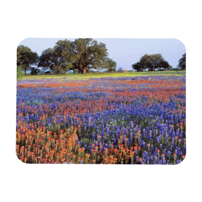 Íman EUA, Texas, Llano. Bluebonnets e redbonnets (Horizontal)
