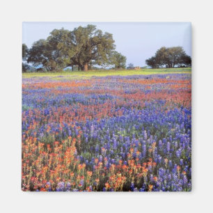 Íman EUA, Texas, Llano. Bluebonnets e redbonnets
