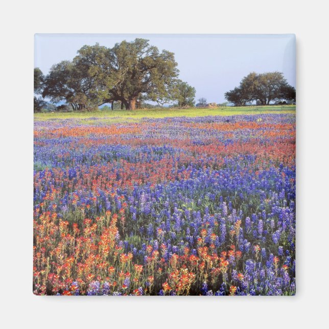 Íman EUA, Texas, Llano. Bluebonnets e redbonnets (Frente)
