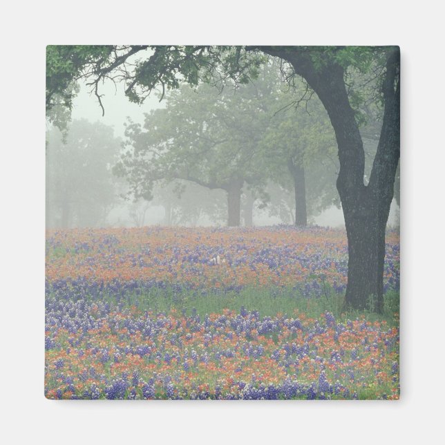 Íman EUA, Texas. Pincel de Texas e bluebonnets (Frente)