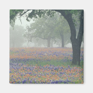 Íman EUA, Texas. Pincel e bluebonnets do Texas