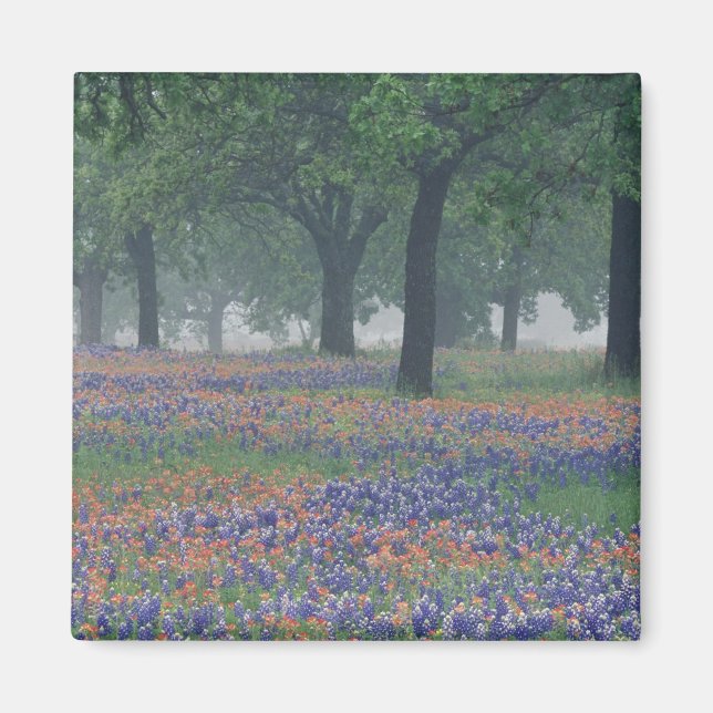 Íman EUA, Texas, Texas Hill Country Campo expansivo (Frente)