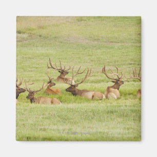 Íman EUA, Utá, grupo de alces do touro (canadensis do