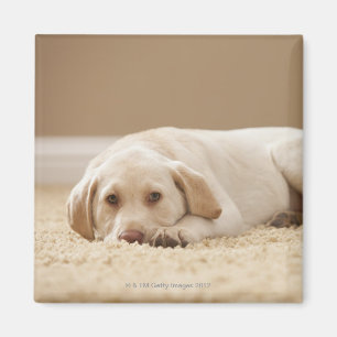 Íman EUA, Utá, Lehi, retrato de Labrador amarelo