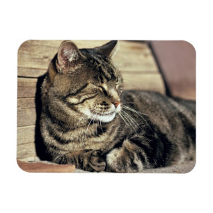 Íman EUA, Utá, recife NP do Capitólio. Gato de gato