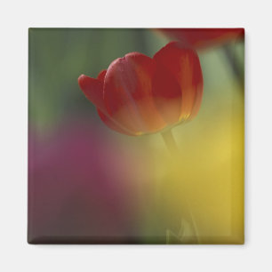 Íman EUA, Utah, Cache Valley Tulips em um jardim