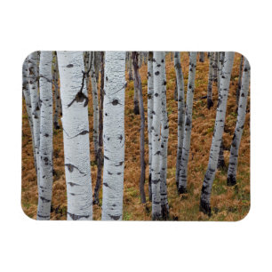 Íman EUA, Utah, Floresta Nacional Uinta-Wasatch-Cache 2