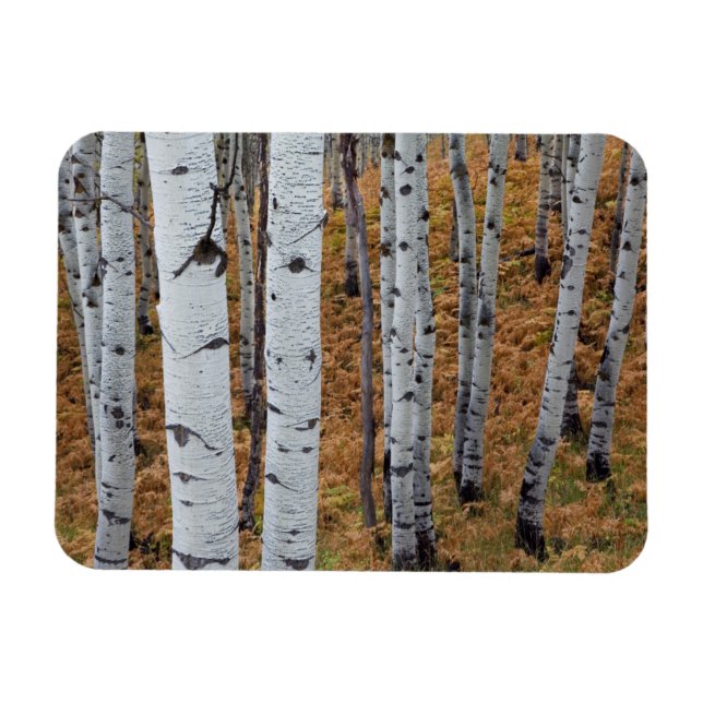 Íman EUA, Utah, Floresta Nacional Uinta-Wasatch-Cache 2 (Horizontal)