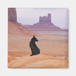 Íman EUA, Utah, Monument Valley, Cachorro sentado no ro