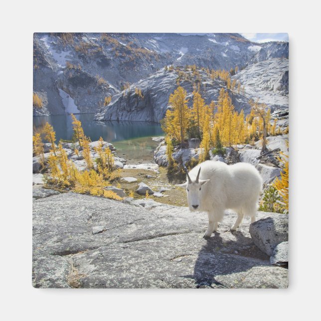 Íman EUA, WA, Alpine Lakes WIlderness Enchantments. (Frente)