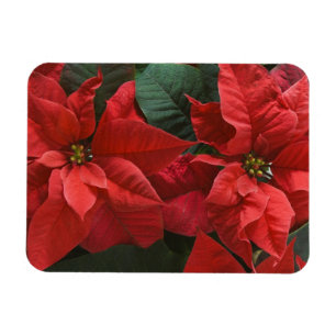 Íman EUA, WA, Detalhe da Poinsettia Vermelha (Euphorbia