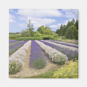 Íman EUA, WA, Sequim, Purple Haze Lavender Farm