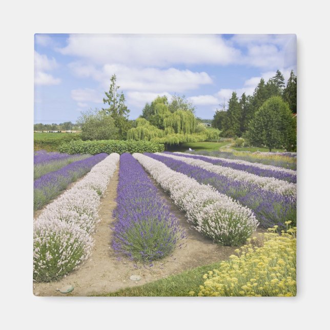 Íman EUA, WA, Sequim, Purple Haze Lavender Farm (Frente)