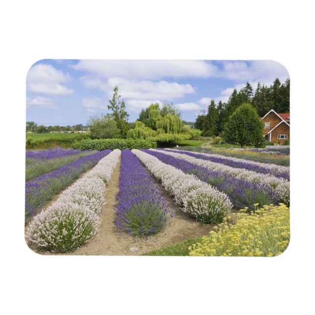 Íman EUA, WA, Sequim, Purple Haze Lavender Farm (Horizontal)