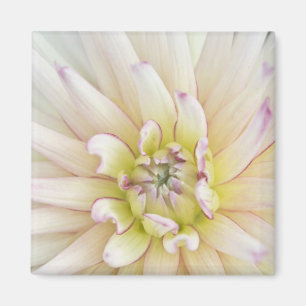 Íman EUA, Washington, Bellevue, Bellevue Botânico 2