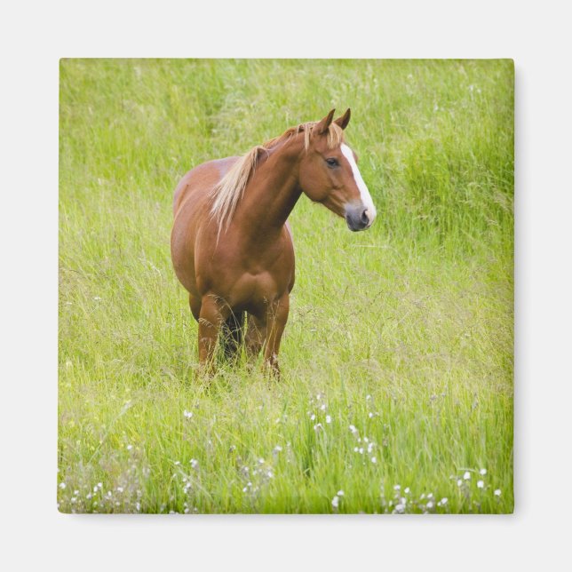 Íman EUA, Washington, Cavalo em Campo de Primavera, (Frente)