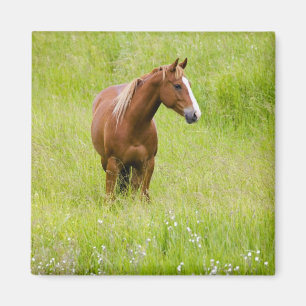 Íman EUA, Washington, cavalo no campo do primavera,