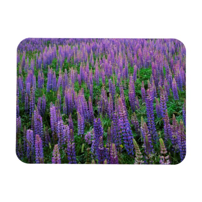Íman EUA, Washington, Condado de Clallam, Lupine (Horizontal)