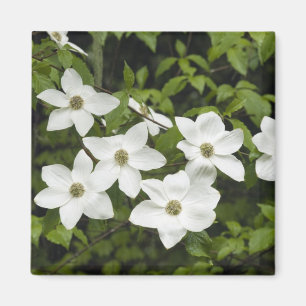 Íman EUA, Washington, Cornus do Pacífico, Cornus