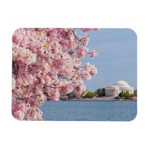 Íman EUA, Washington DC, árvore de cereja