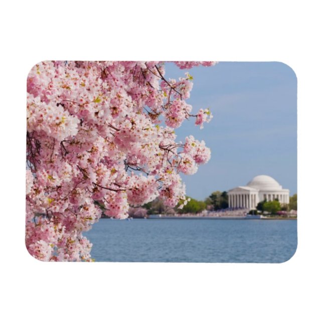 Íman EUA, Washington DC, cerejeira (Horizontal)