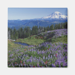 Íman EUA, Washington Mt. Adams Wilderness, Prados
