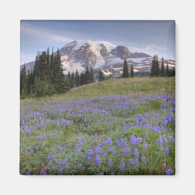 Íman EUA, Washington, Mt. Rainier NP, Mt. Rainier e (Frente)