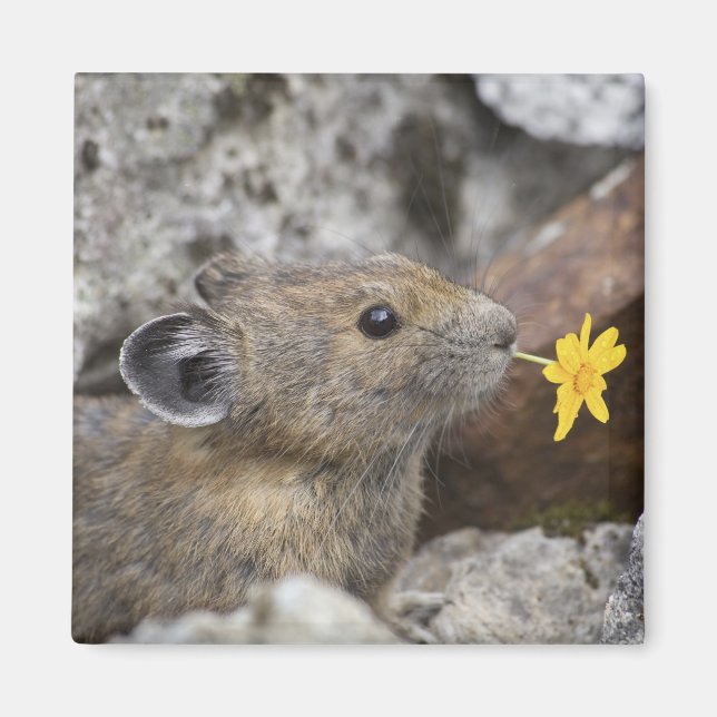 Íman EUA, Washington, North Cascades National Park, (Frente)