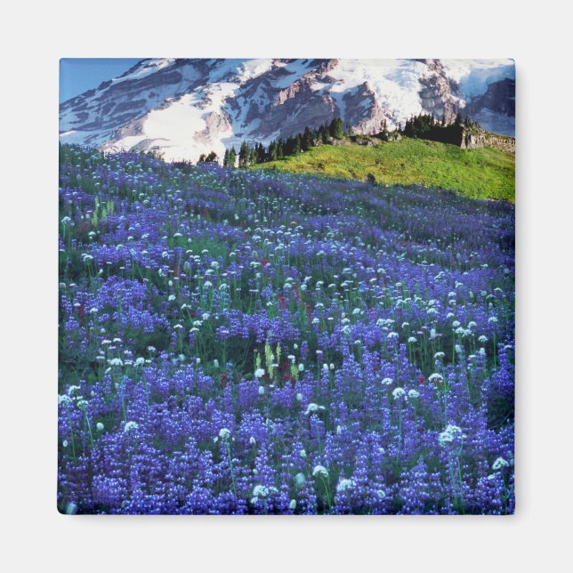 Íman EUA, Washington, Parque Nacional Mt. Rainier. Mont (Frente)