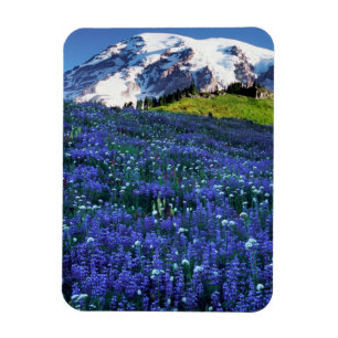 Íman EUA, Washington, Parque Nacional Mt. Rainier. Mt.
