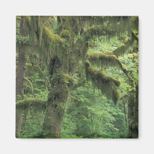 Íman EUA, Washington, Parque Nacional Olímpico.