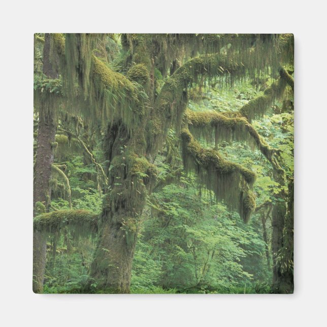 Íman EUA, Washington, Parque Nacional Olímpico. (Frente)