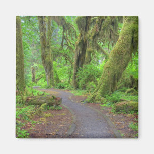 Íman EUA, Washington, Parque Nacional Olímpico, Chuva d