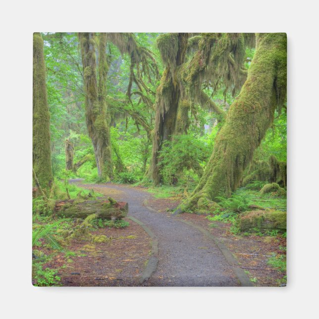 Íman EUA, Washington, Parque Nacional Olímpico, Chuva d (Frente)
