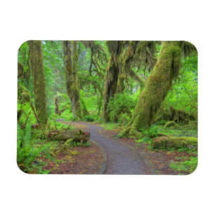 Íman EUA, Washington, Parque Nacional Olímpico, Chuva d
