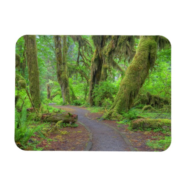 Íman EUA, Washington, Parque Nacional Olímpico, Chuva d (Horizontal)