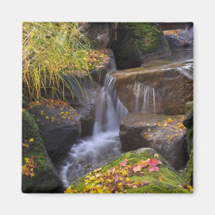 Íman EUA, Washington, Seattle