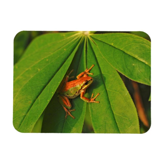 Íman EUA, Washington, Seattle, Discovery Park 2 (Horizontal)