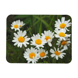 Íman EUA, Washington, Seattle, Puget Sound 3