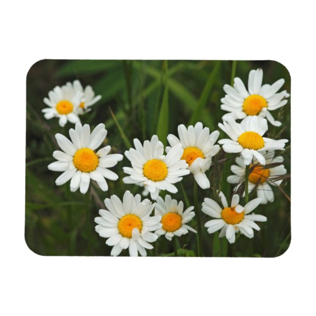 Íman EUA, Washington, Seattle, Puget Sound 3 (Horizontal)