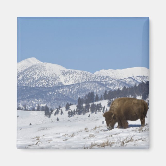 Íman EUA, WY, Parque Nacional Yellowstone, Bisonte Amer (Frente)